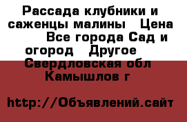 Рассада клубники и саженцы малины › Цена ­ 10 - Все города Сад и огород » Другое   . Свердловская обл.,Камышлов г.